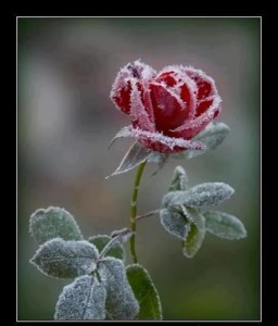 154737_315818705196204_1034844225_n